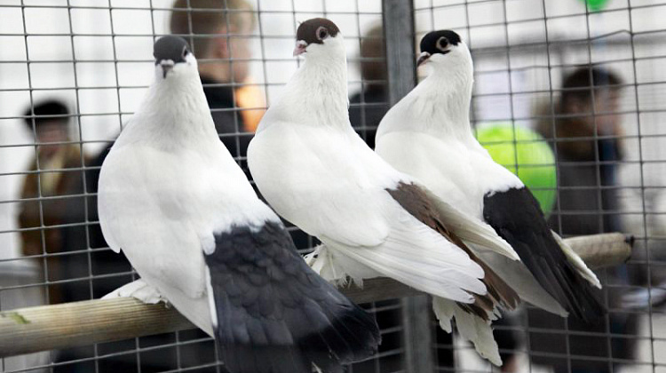 У Коломиї відбудеться виставка голубів