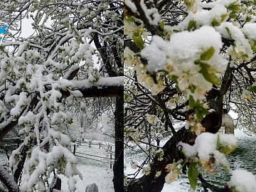 На Івано-Франківщині випав сніг (фото)