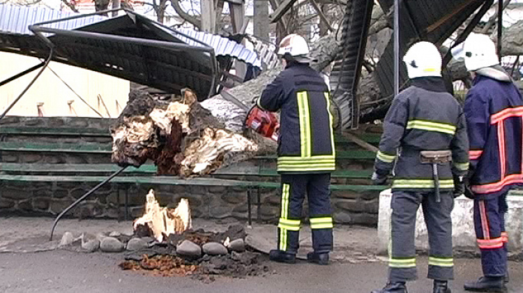 У Коломиї сильний вітер повалив дерева та рекламний щит (відео) (фото)