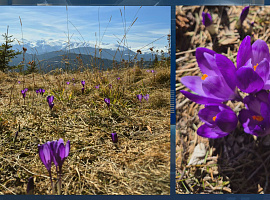 У Карпатах починають квітнути крокуси (відео)