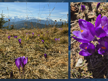 У Карпатах починають квітнути крокуси (відео)