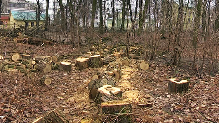 У міському парку Коломиї вирубують дерева (відео)