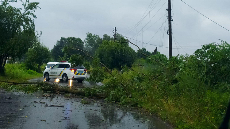 У Коломиї на дорогу впало дерево, пошкоджено лінії електропередач (фото)