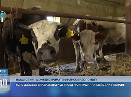 Коломийська міськрада виділяє кошти на утримання сільськогосподарських тварин (відео)