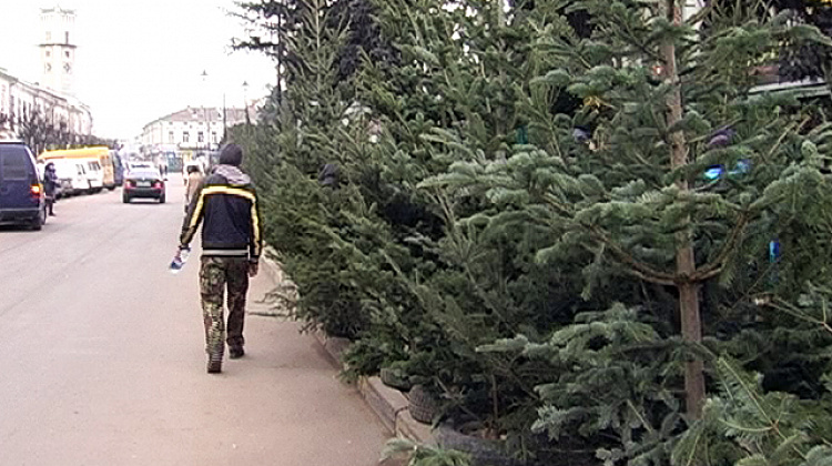 У Коломиї продають ялинки з недійсними чіпами (відео)