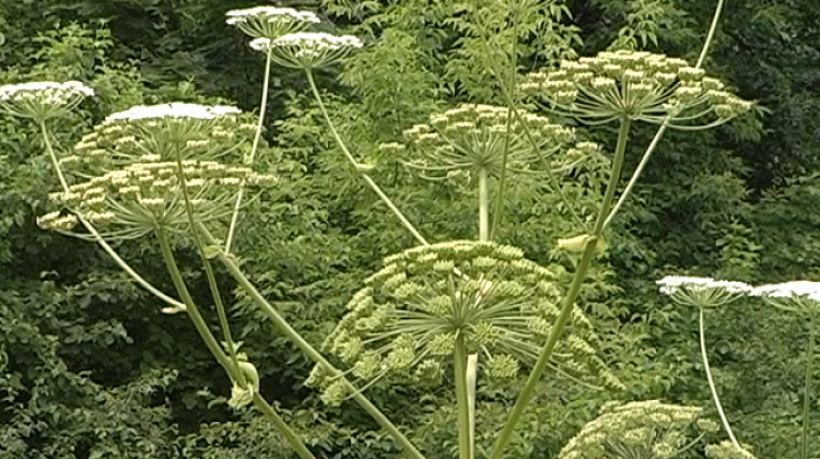 На Коломийщині розпочали боротьбу із борщівником (відео)