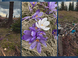 Туристи, які приходять подивитися на крокуси, залишають гори сміття у Карпатах (відео)