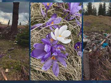 Туристи, які приходять подивитися на крокуси, залишають гори сміття у Карпатах (відео)