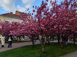У Коломиї квітнуть сакури