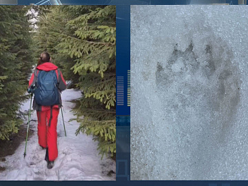 У Карпатах прокинулись ведмеді? Туристи натрапили на сліди (відео)